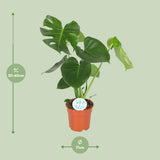 Monstera Deliciosa- Ø17cm - ↕55cm
