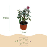 Green boutiQ - Tuinplant - Buddleja davidii Butterfly Candy Little Ruby - Vlinderstruik - Compact - Rood - 3 Planten - Pot 12cm - Hoogte 20-25cm