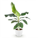 Green BoutiQ - Kamerplanten - Musa acuminata Dwarf Cavendisch - Bananenplant - Weinig onderhoud - Groen - 1 Plant - met Potter Wit - Pot 21cm - Hoogte 70-75cm
