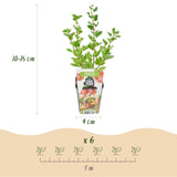 Green boutiQ - Fruitplanten - Kruisbes - Ribes uva-crispa Hinnonmaki Rod - Winterhard - 6 Planten - Pot 9 cm - Rode Bes