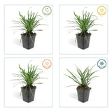 48x Liriope muscari 'Big Blue' - ↕10-25cm - Ø9cm