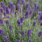 Green boutiQ - Vasteplant - Lavandula ang. Munstead - Lavendel - Geurend - Paars - 12 Planten - Pot 11cm - Hoogte 15-25cm