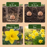 30x Narcissus Carlton - Gele narcis - Geel - Voorjaarsbloeier - Bolmaat 12/14