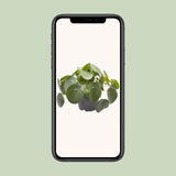 Pilea Peperomioides - Ø12cm - ↕20cm