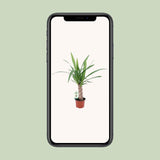 Yucca - Ø12cm - ↕50cm