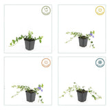 48x Vinca minor 'Ralph Shugert' - ↕10-25cm - Ø9cm