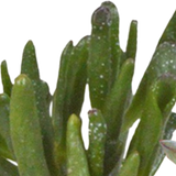 Cactus en vetplanten mix 5.5 cm | 15 stuks - in witte pot