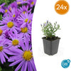 24x Aster (D) 'Prof. Anton Kippenberg'- ↕10-25cm - Ø9cm