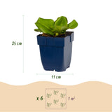 Green boutiQ - Vasteplant - Bergenia cordifolia - Schoenlappersplant - Schaduw - Roze - 1 Plant - Pot 11cm - Hoogte 15-25cm