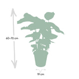 Calathea Whitestar - Pauwenplant - Ø19cm - ↕50cm