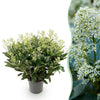 Green boutiQ - Terrasplant - Skimmia japonica Finchy - Bloem Wit - 40+ Bloemen - 1 Plant - Winterhard - Pot 19cm Hoogte 60cm