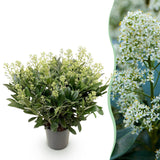 Green boutiQ - Terrasplant - Skimmia japonica Finchy - Bloem Wit - 40+ Bloemen - 1 Plant - Winterhard - Pot 19cm Hoogte 60cm