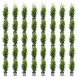 Green boutiQ - 40x Thuja occidentalis Smaragd - Levensboom - Haagplanten - Groenblijvend - Groen - Pot 9cm - Hoogte 20-30cm