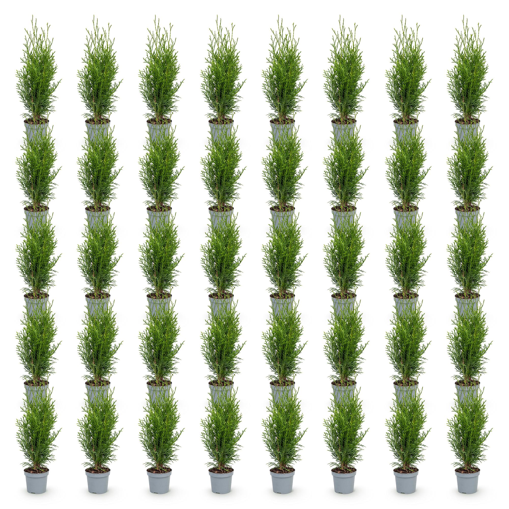 Green boutiQ - 40x Thuja occidentalis Smaragd - Levensboom - Haagplanten - Groenblijvend - Groen - Pot 9cm - Hoogte 20-30cm