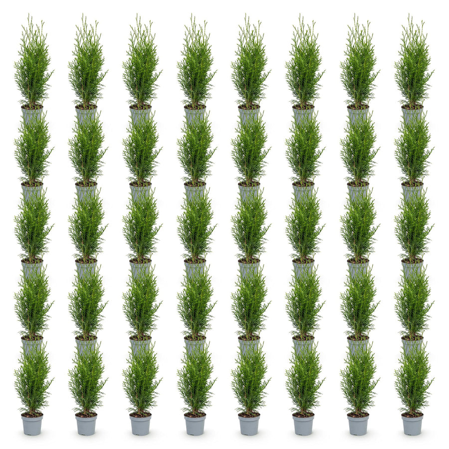 Thuja occidentalis Smaragd — Levensboomhaag, 40 stuks, 20-30 cm