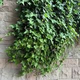 Green boutiQ - Klimplanten Rainbow - Clematis montana RubensHedera helix lonicera Goldflame Campsis madame Galen - Jaarrond kleur - 4 planten - Pot 11cm Hoogte 40cm