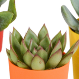 Vetplanten mix 5.5 cm - 5x - in gekleurde plasticpot
