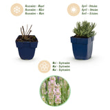 Green boutiQ - Vasteplant - Lavandula ang. Rosea - Lavendel - Geurend - Roze - 12 Planten - Pot 11cm - Hoogte 15-25cm