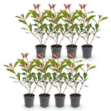 Green boutiQ - 8x Photinia fraseri Carre Rouge - Glansmispel - Haagplanten - Groenblijvend - Rood - Pot 9cm - Hoogte 25-35cm