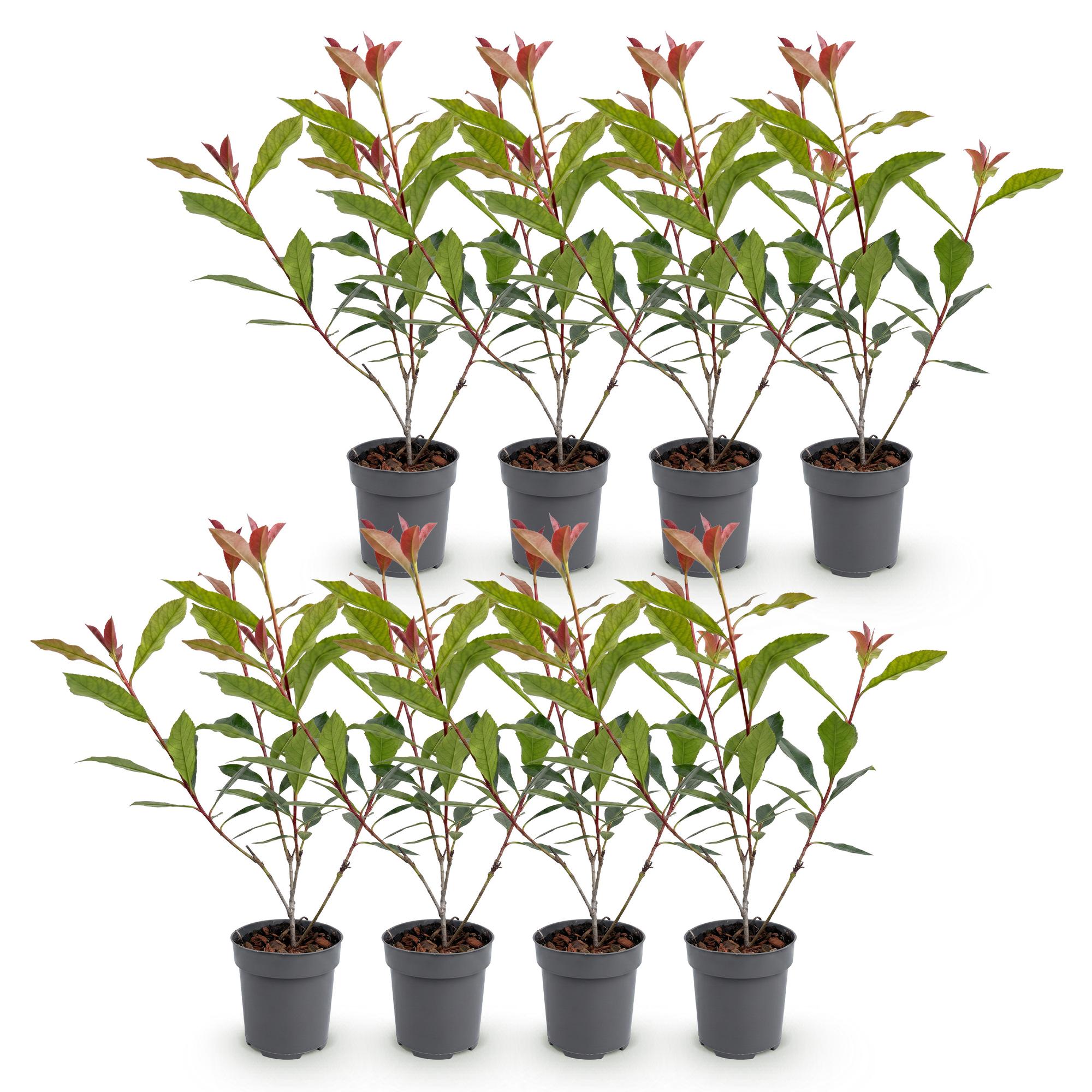 Green boutiQ - 8x Photinia fraseri Carre Rouge - Glansmispel - Haagplanten - Groenblijvend - Rood - Pot 9cm - Hoogte 25-35cm