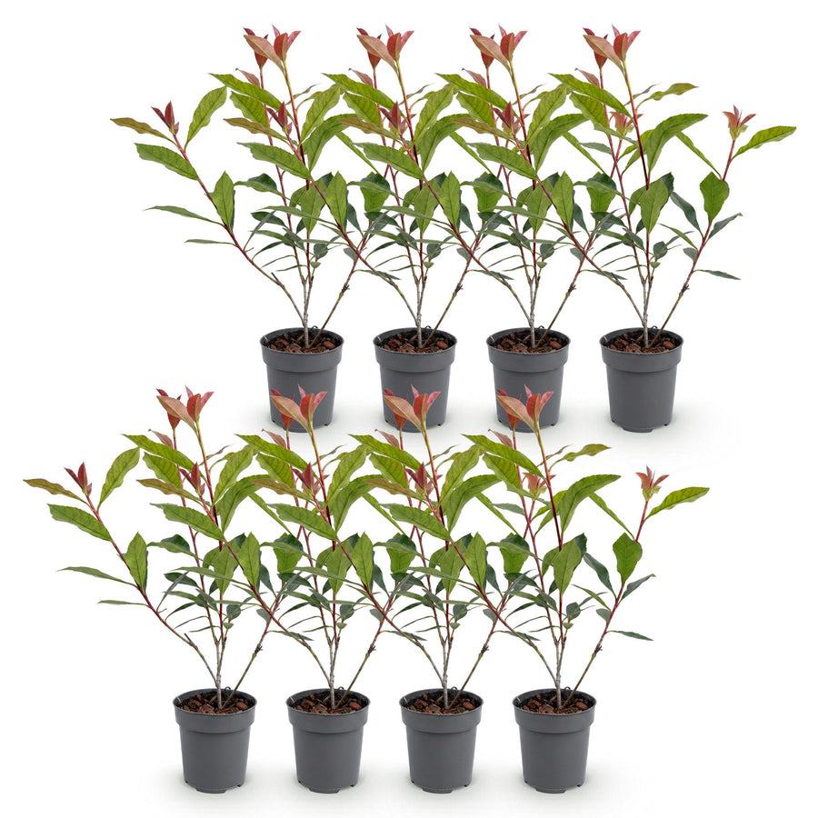 Photinia fraseri Carre Rouge — Glansmispelhaag, 8 stuks, 25-35 cm