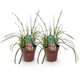 Green boutiQ - Siergrassen - Carex morrowii Ice Dance- Wit & Groen - 2 Planten - Bladhoudend - Weinig Onderhoud - Pot 17cm Hoogte 50cm