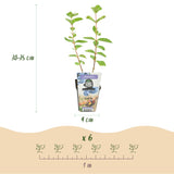 Green boutiQ - Fruitplanten - Honingbes - Lonicera caerulea Kamtschatica - Winterhard - 6 Planten - Pot 9 cm - BlauwBes
