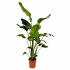 Strelitzia Nicolai - 170 cm - ⌀24
