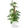 Green boutiQ - Kamerplant - Mini Gatenplant - Monstera Minima Mosstok - Groen - Weinig onderhoud - 1 Plant - met Potter Wit - Pot 19cm - Hoogte 90cm