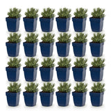 Green boutiQ - Vasteplant - Lavandula ang. Edelweiss - Lavendel - Geurend - Wit - 24 Planten - Pot 11cm - Hoogte 15-25cm
