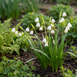 80x Leucojum Aestivum - Zomerschneeklokje - Wit - Voorjaarsbloeier - Bolmaat 8/9