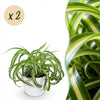 Green boutiQ - Kamerplant - Chlorophytum comosum Bonnie - Krullende Graslelie - Huisdiervriendelijke Plant - Groen - 2 Planten - met Potter Wit - Pot 12cm - Hoogte 20cm