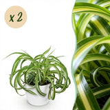 Green boutiQ - Kamerplant - Chlorophytum comosum Bonnie - Krullende Graslelie - Huisdiervriendelijke Plant - Groen - 2 Planten - met Potter Wit - Pot 12cm - Hoogte 20cm