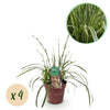 Green boutiQ - Siergrassen - Carex morrowii Ice Dance- Wit & Groen - 4 Planten - Bladhoudend - Weinig Onderhoud - Pot 17cm Hoogte 50cm