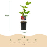 Green boutiQ - Fruitplant - Aalbes - Ribes rubrum Jonkheer van Tets - Rode Bes - 2 planten -Pot 11cm Hoogte 40cm