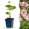 Green boutiQ - Vasteplant - Anemone hybr. Kön. Charlotte - Herfst Anemoon - Schaduw - Roze - 24 Planten - Pot 11cm - Hoogte 15-25cm