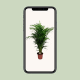 Dypsis Lutescens - Ø24cm - ↕125cm