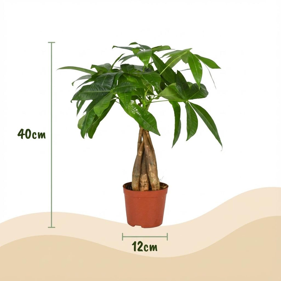 Pachira Aquatica – Pot Ø12 cm · 40-50 cm hoog (foto 4)