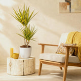 Green BoutiQ - Kamerplanten - Dracaena Sunray - Drakenbloedboom - Weinig onderhoud - Groen - 1 Plant - met Potter Wit - Pot 21cm - Hoogte 90-100cm