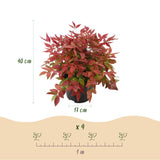 Green boutiQ - Tuinplant - Nandina Blush Pink - Donker Roze - 1 Plant - Groenblijvend - Weinig Onderhoud - Pot 17cm Hoogte 40cm