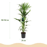 Green boutiQ - Kamerplant - Howea Forsteriana - Kentia Palm - Weinig Onderhoud - Groen - 1 plant - Pot 24cm - Hoogte 140-150cm