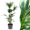 Green boutiQ - Kamerplant - Howea Forsteriana - Kentia Palm - Weinig Onderhoud - Groen - 1 Plant - met Potter Grijs - Pot 21cm - Hoogte 120-130cm