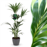 Green boutiQ - Kamerplant - Howea Forsteriana - Kentia Palm - Weinig Onderhoud - Groen - 1 Plant - met Potter Grijs - Pot 21cm - Hoogte 120-130cm