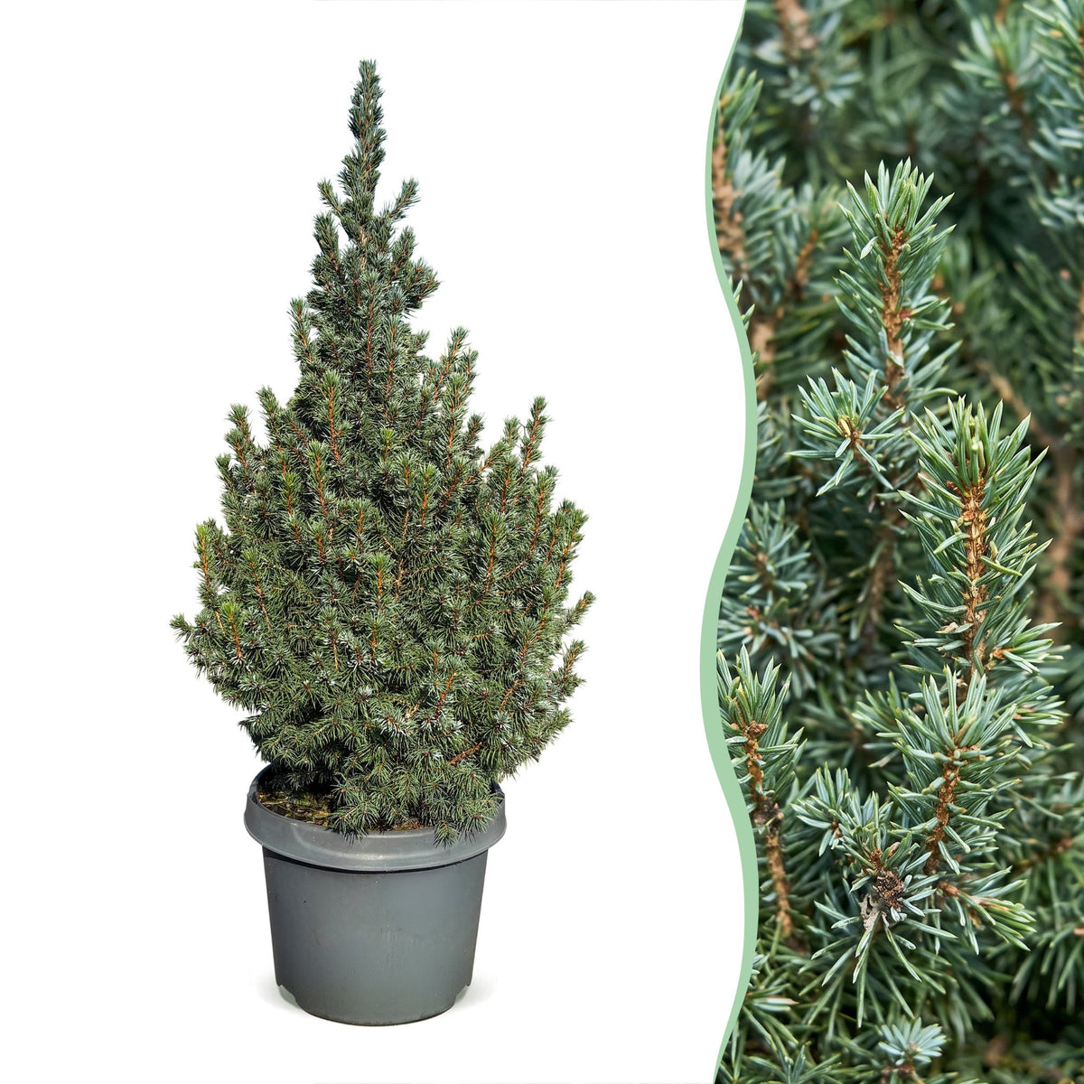 Blauwe kegelspar kerstboom — Ø23 cm, 60 cm hoog