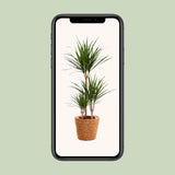 Dracaena Marginata - Ø21cm - ↕95cm + zeegras mand