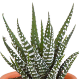 Cactus en vetplanten mix 5.5 cm | 15 stuks - in terracotta pot