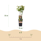 Green boutiQ - Fruitplant - Vaccinium corymbosum Patriot - Bosbes - Winterhard - Blauwe Bes - 2 Planten - Pot 15cm - Hoogte 50cm