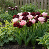 12x Tulipa Sweet Desire mix - Tulp Sweet Desire mix - Diversen - Voorjaarsbloeier - Bolmaat 11/12
