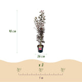 Green boutiQ - Tuinplant - Acer palmatum Skeeters Broom - Japanse Esdoorn - Bladverliezend - Rood - 1 - Pot 26cm - Hoogte 90cm