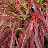 Green boutiQ - Siergrassen - Uncinia rubra Everflame- Rood - 4 Planten - Bladhoudend - Weinig Onderhoud - Pot 17cm Hoogte 50cm